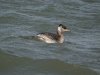 Red-necked Grebe at Southend Pier (Steve Arlow) (76862 bytes)